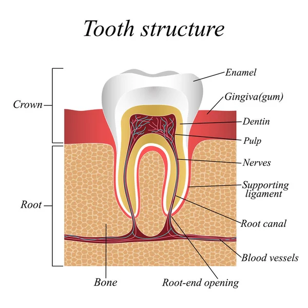 Root Canal Treatment Success Rate